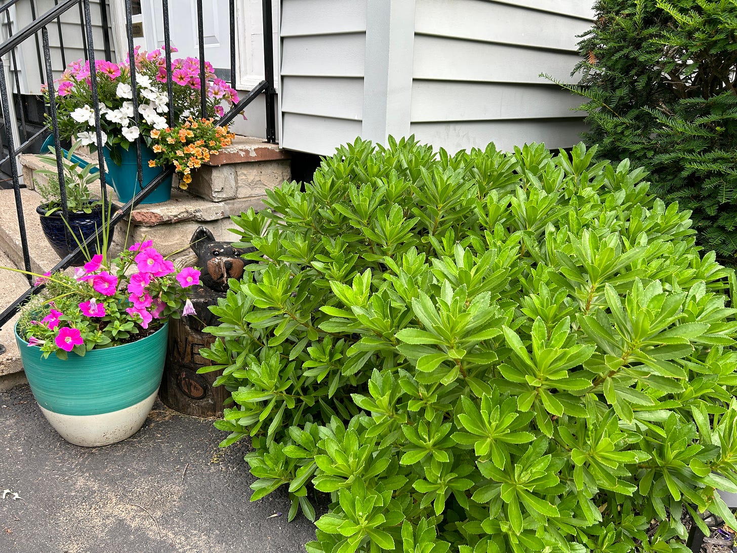 Photo shows cement entryway stairs with a turquoise flowerpot overflowing with flowers, a navy pot with sage and thyme, an aqua and white striped pot with flowers and rosemary, and a little wooden bear sculpture peeking out from behind a thriving patch of daisy bushes.