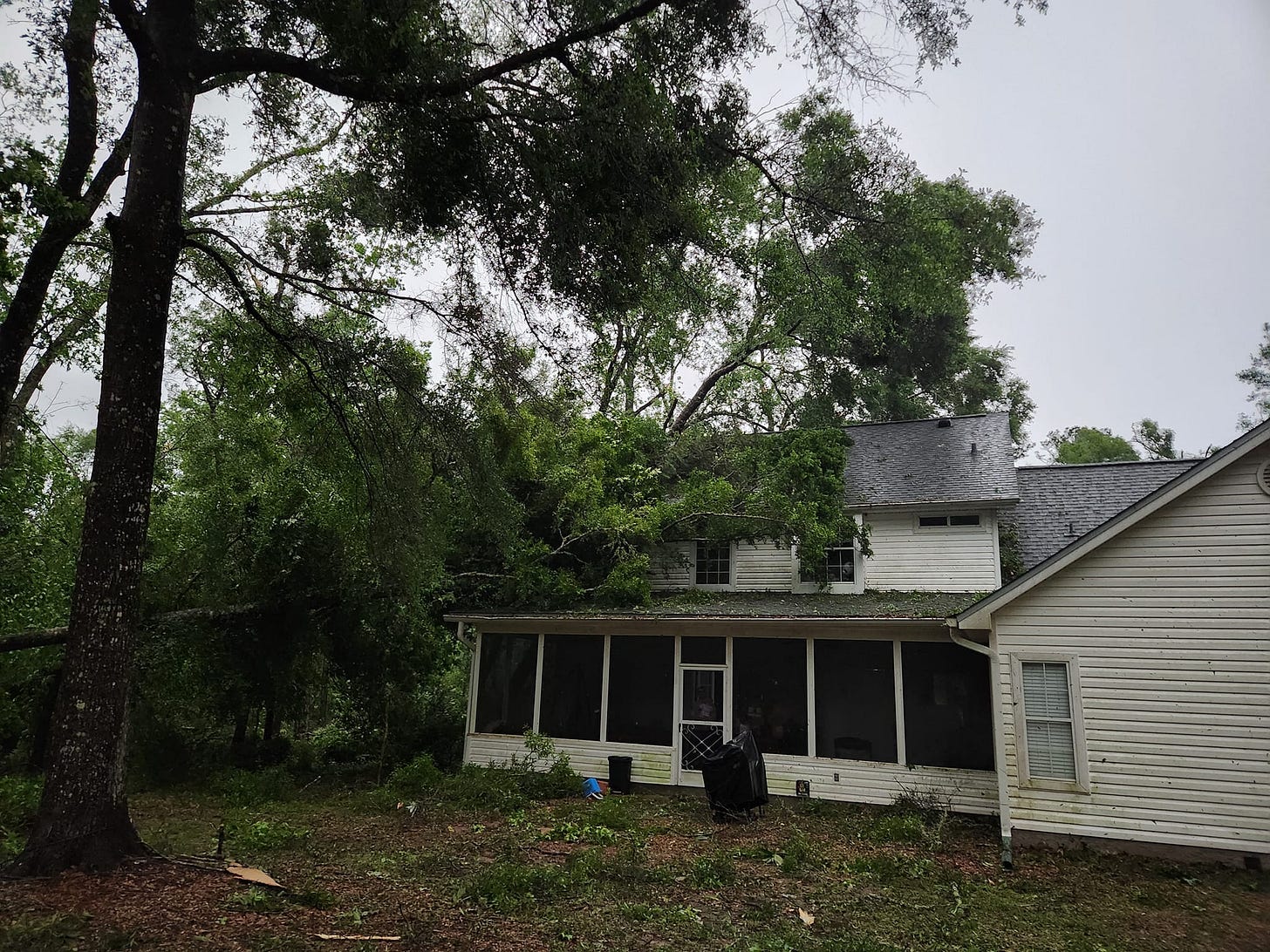 May be an image of tree May be an image of tree