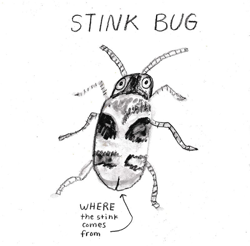 stink bug illustration by Beth Spencer stink bug illustration by Beth Spencer