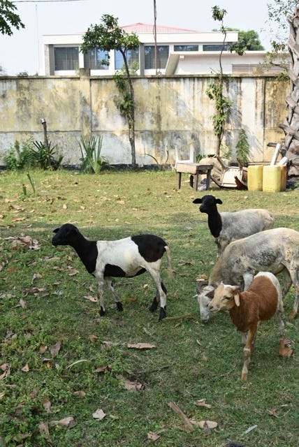 Laboratory technicians work on a portable PCR kit, and sheep graze in a grassy lot