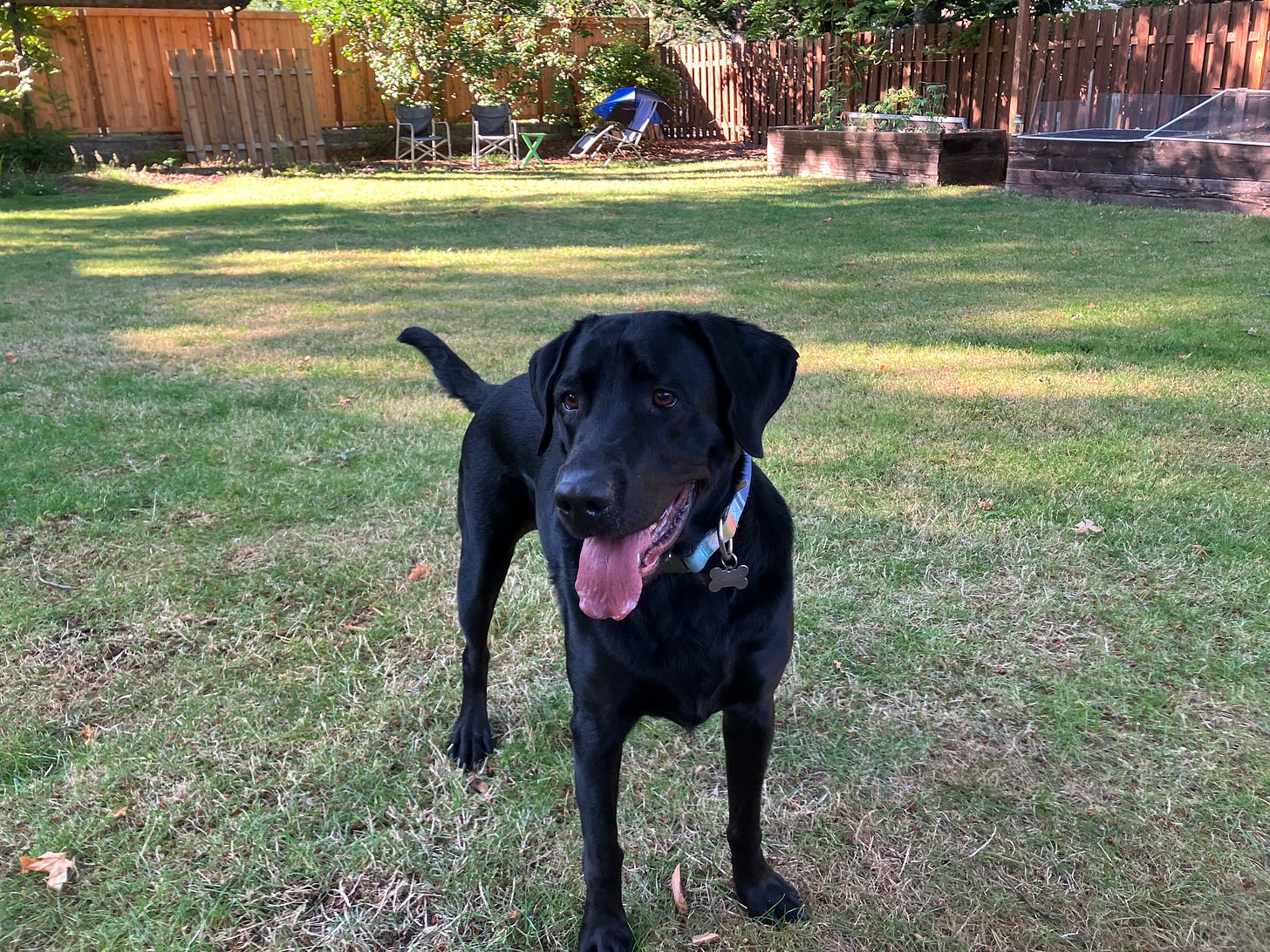 Black Labrador dog