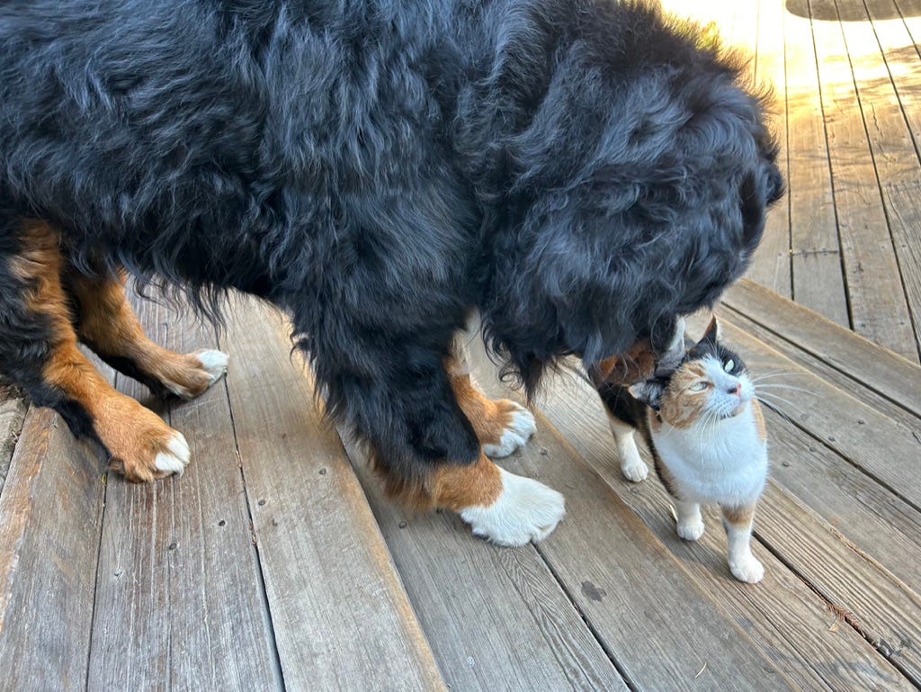 A dog and cat on a deck

Description automatically generated