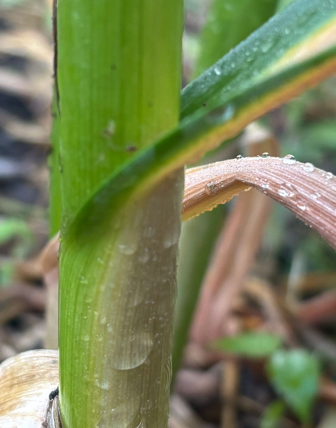Green stalk (technically a bunch of leaves wrapped together) with a brown leaf falling over and another leaf beginninng to turn brown.