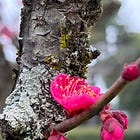 梅花 Plum Blossom