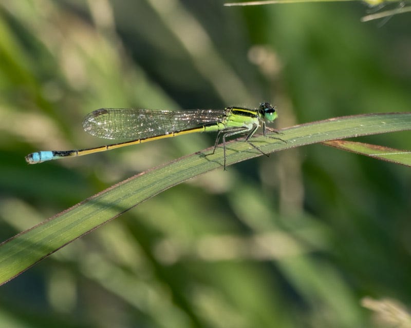 20250818-ElRio-335-Edit Rambu's Forktail2.jpg 20250818-ElRio-335-Edit Rambu's Forktail2.jpg