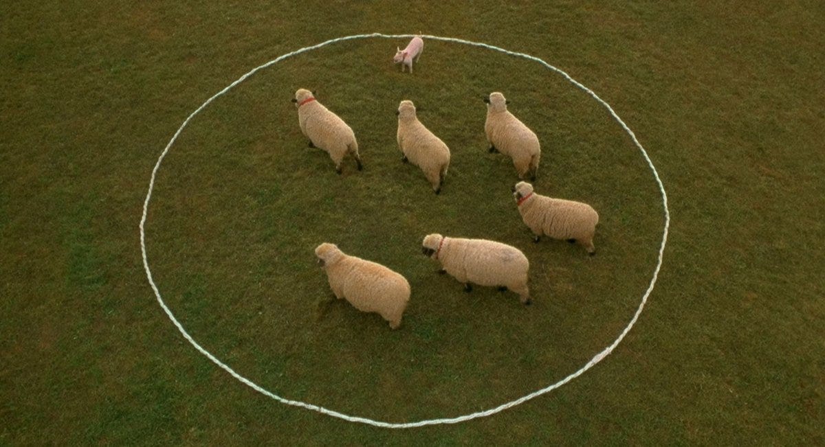BABE (1995) Cinematography by Andrew Lesnie Directed by Chris Noonan Explore more shots in our database: https://t.co/z8qbeAhwjA BABE (1995) Cinematography by Andrew Lesnie Directed by Chris Noonan Explore more shots in our database: https://t.co/z8qbeAhwjA