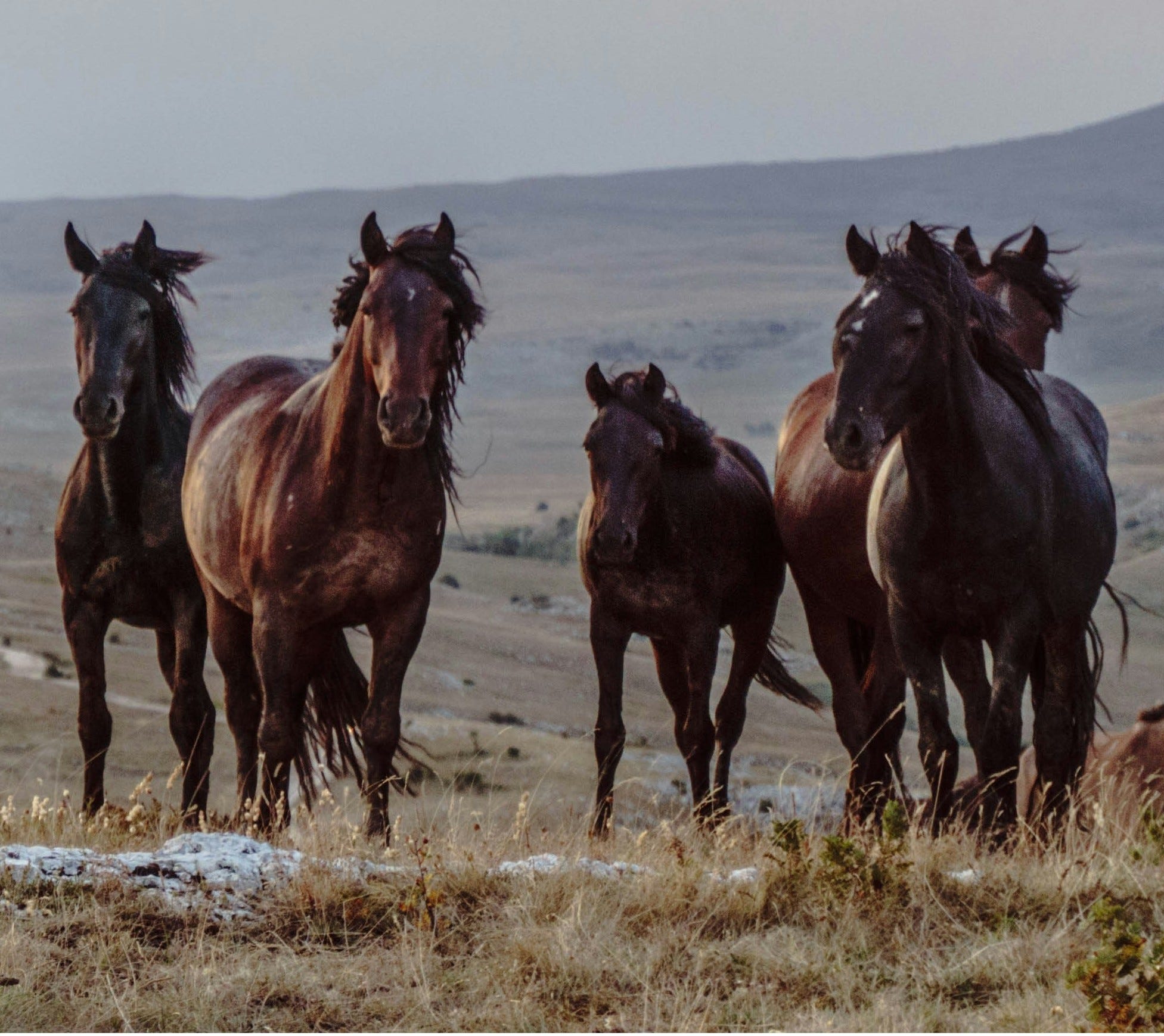 Horses Run in Herds. Birds Fly in Flocks.
