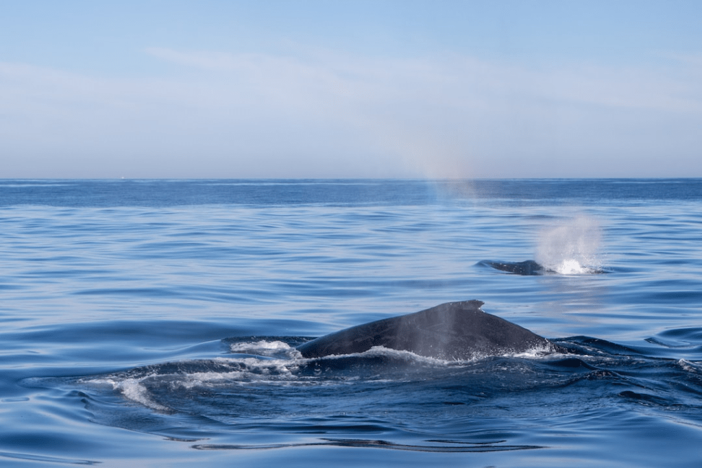 Hermanus Whale Festival