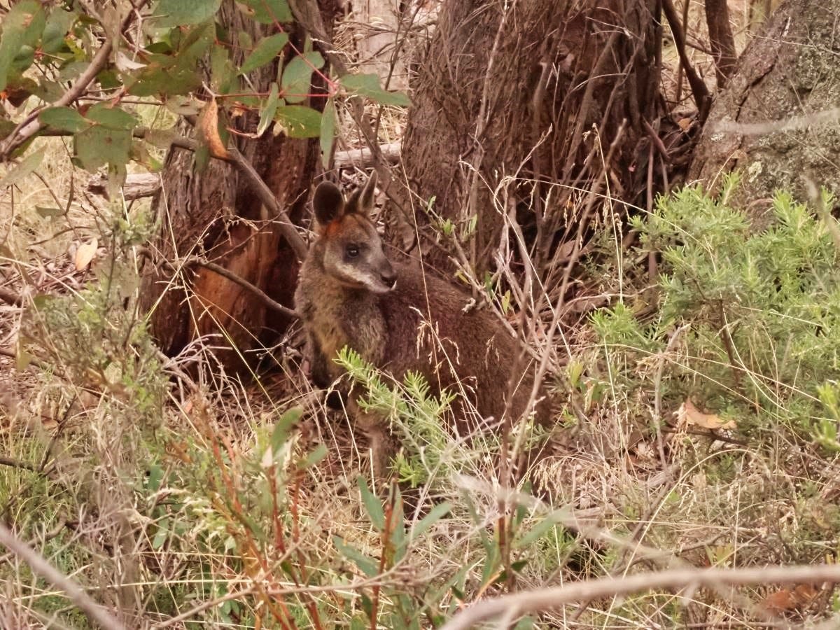 swamp wallaby
