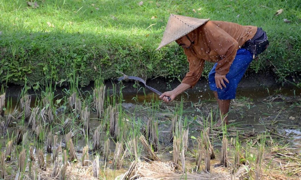 A Morning Walk Through Balinese Rice Paddies – Travels with Tricia A Morning Walk Through Balinese Rice Paddies – Travels with Tricia