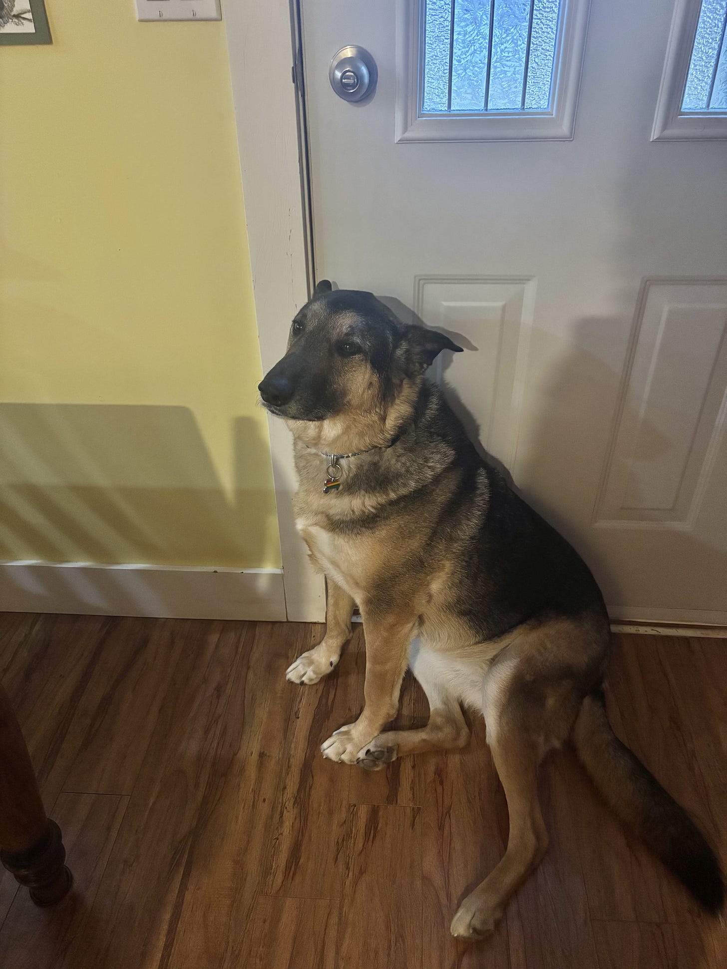 A German Shepherd/Husky mix sits on a laminate floor in front of a white door leading outside. The dog wants to go out. A German Shepherd/Husky mix sits on a laminate floor in front of a white door leading outside. The dog wants to go out.
