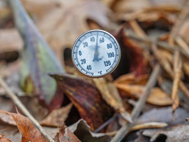 Various images of Eastern Skunk Cabbage