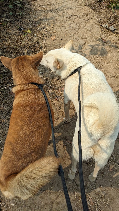 scenes of morning dog walks