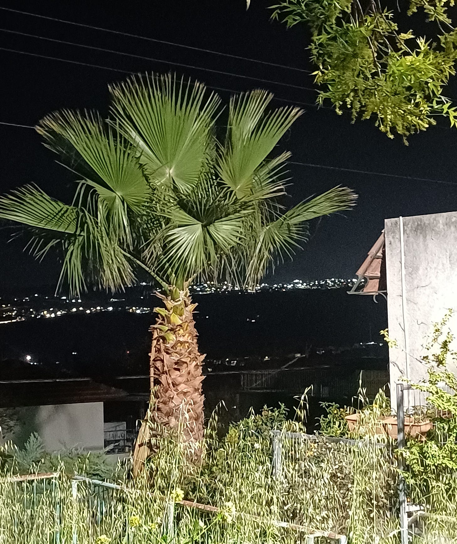A palm tree illuminated by streetlights against a black night sky and lights of homes on the hill across the valley