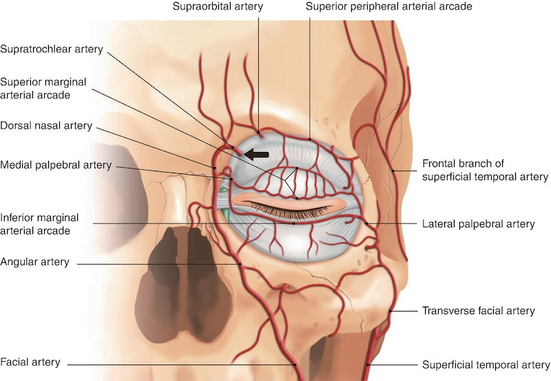 sistema circulatório face