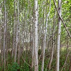 96. Ryebank Aspen