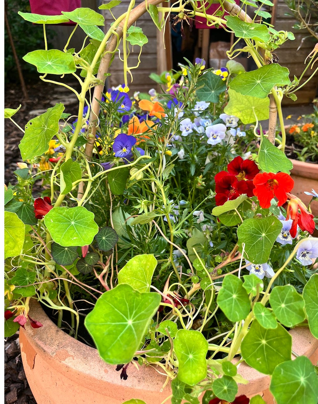 A colorful plant pot overflows with nasturtiums and pansies.