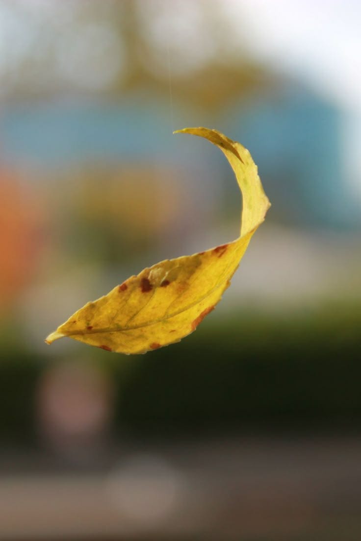 This may contain: a yellow leaf is hanging upside down
