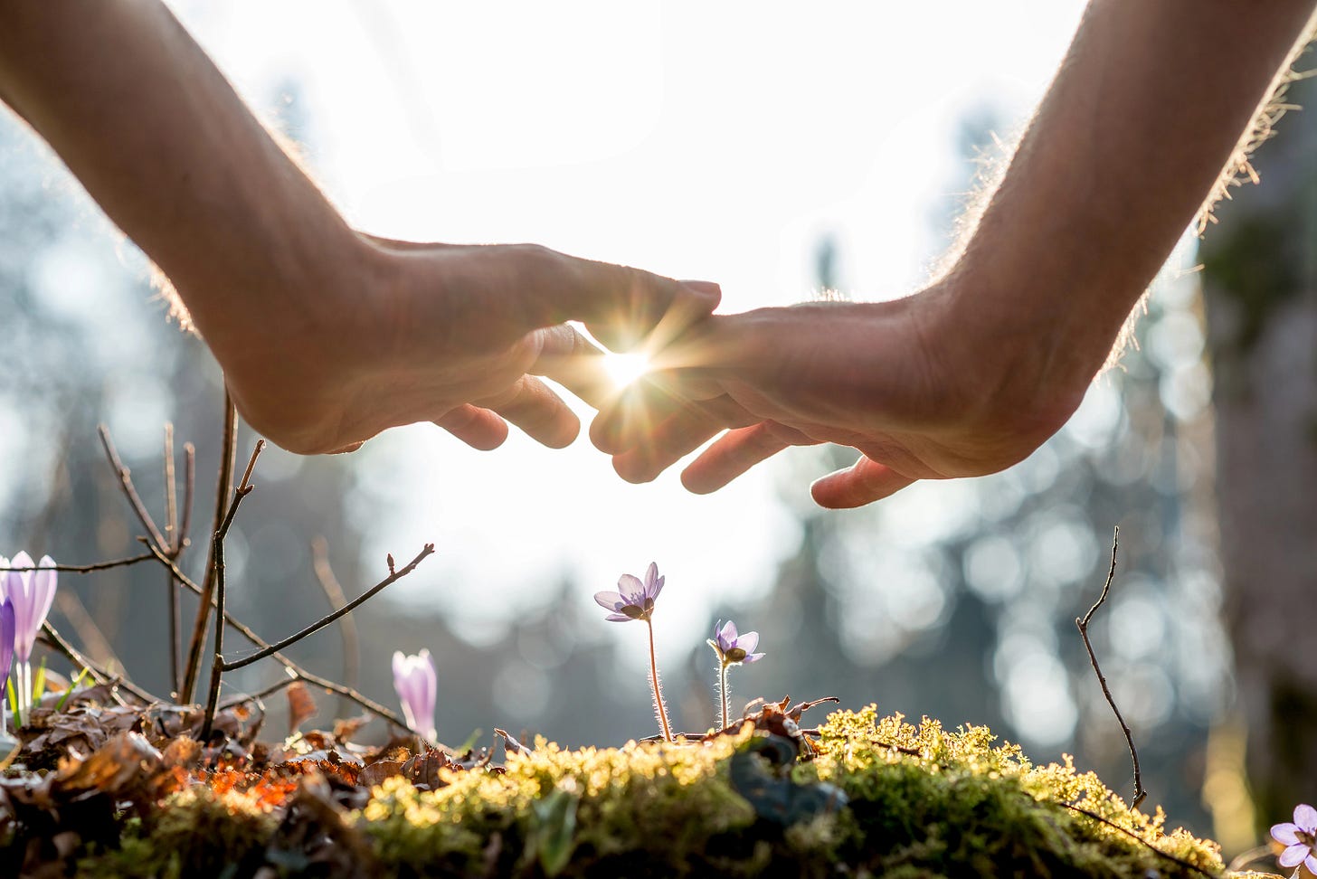 Two hands reaching out to flowers growing with the sun behind them