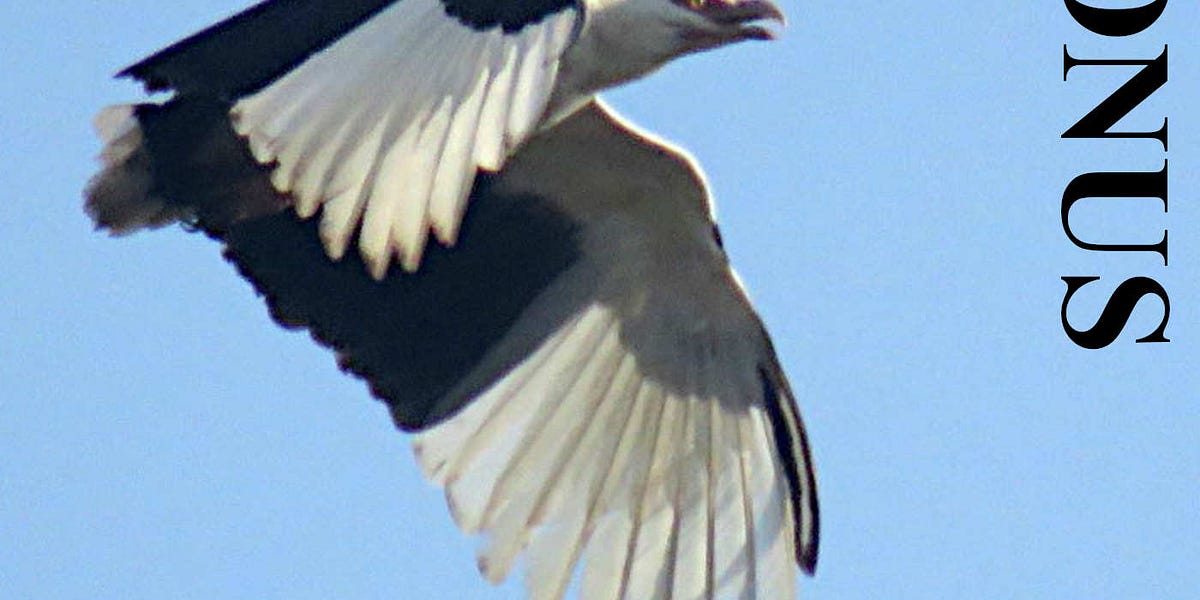 Bonus Episode 3 : Is There Really a Vegetarian Vulture?