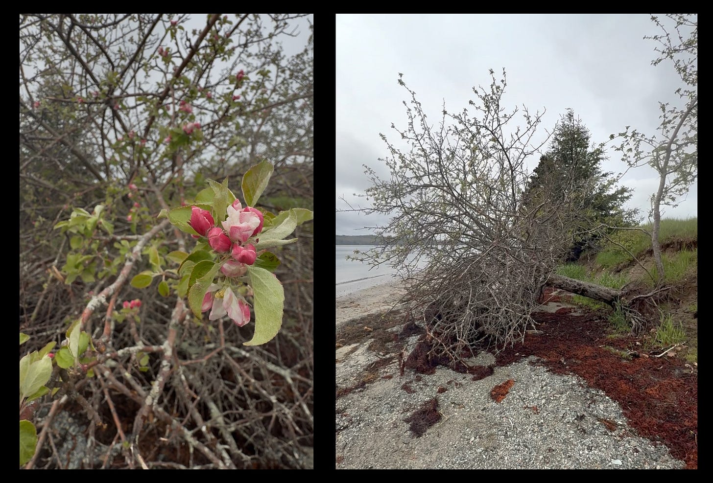an apple tree toppled by coastal storms still blooms