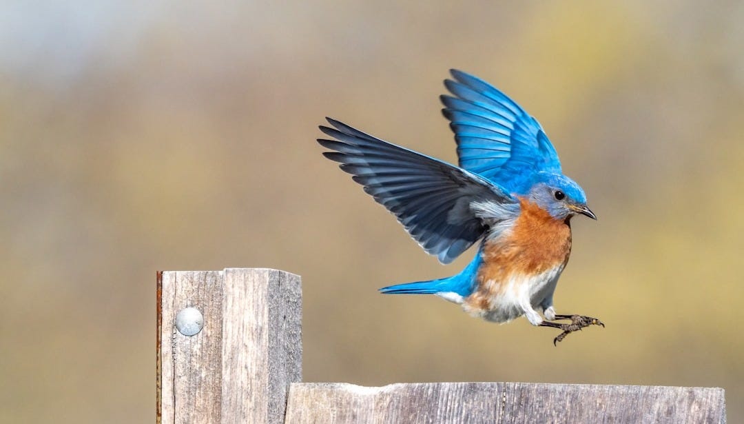 blue and brown bird on gray wooden fence during daytime