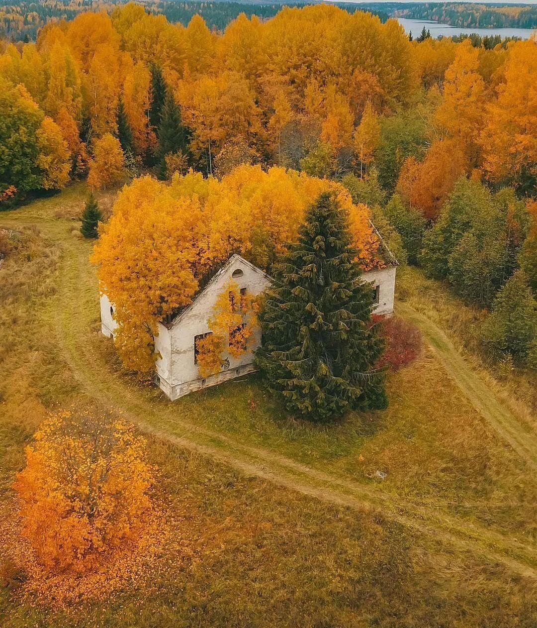 Surrounded by trees with orange leaves is an abandoned white house with orange trees living in it.