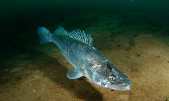 Poisson sandre dans le lac Aasee Poisson sandre dans le lac Aasee