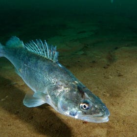 Le retour des poissons : le peuplement piscicole du lac Aasee (Münster) se remet après la catastrophe de 2018