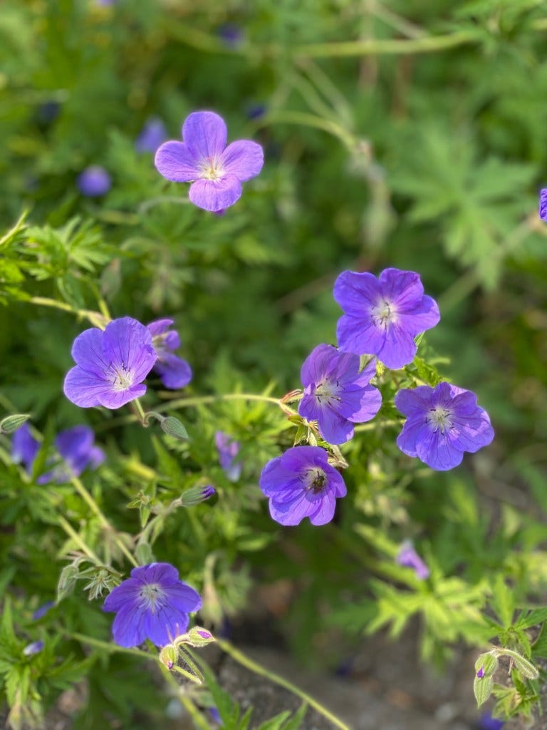 Pretty purple-blue wild geraniums blooming mid-summer, My Forever Son, Suicide Grief is Different 