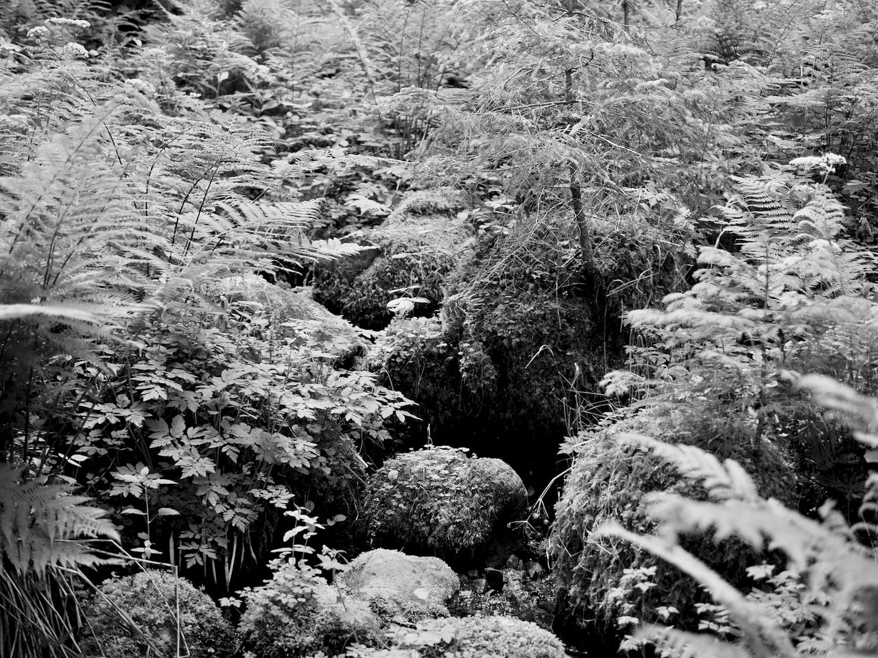 Natur – Sascha Büttner Fotografie