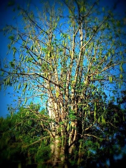 Provincial living A cotton tree in the province