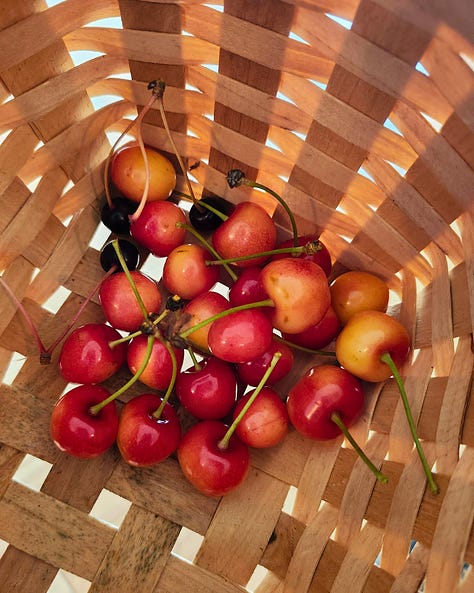 Photos of a Yamhill-Carlton Winery, cherry trees, hazelnuts, and an Oregon winemaker