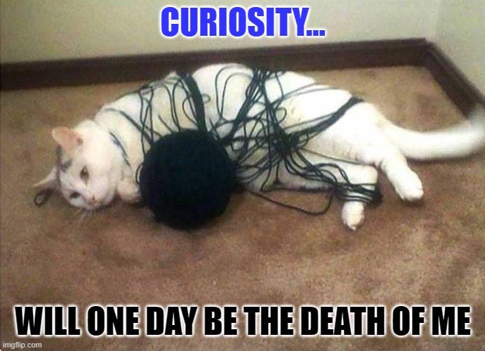 CURIOSITY KILLED THE CAT - Imgflip CURIOSITY KILLED THE CAT - Imgflip