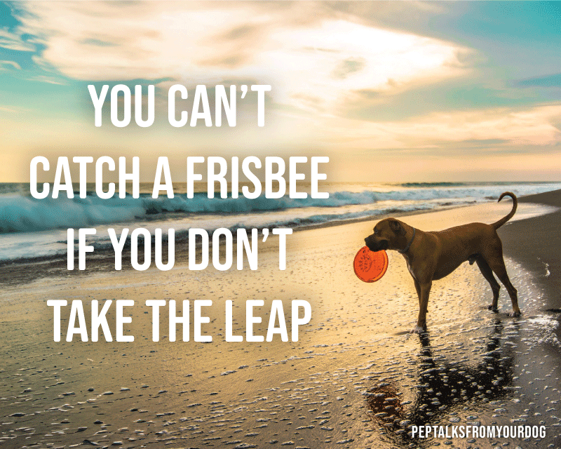 you can't catch a frisbee if you don't take the leap you can't catch a frisbee if you don't take the leap