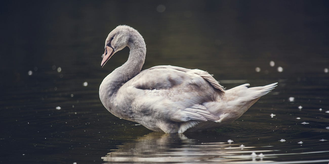 Exercise Dive: Pilates Swan, it's no ugly duckling!