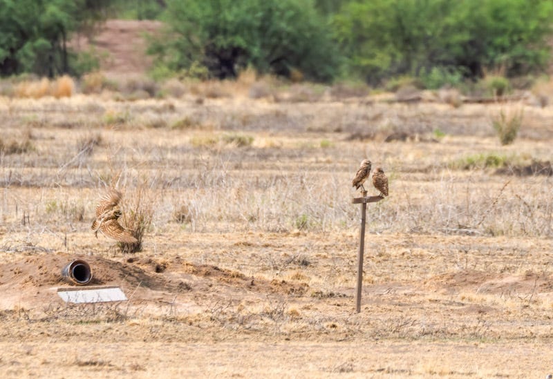 20260716-BurrowingOwl-559-Edit.jpg