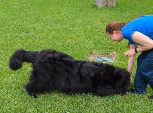 Crokell crawling Crokell crawling