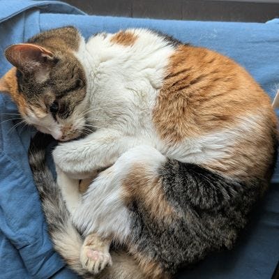 Beleth and Dante were taking a nap with Anna, while Aki slept nearby.