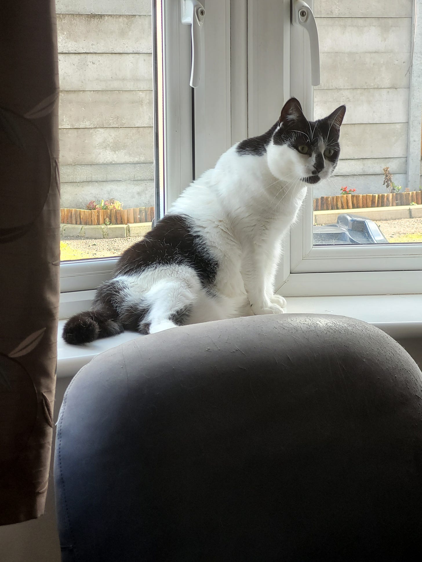 A three-legged black and white cat is sitting by the window, on a window ledge. She is looking at the camera. This is her favourite spot for spying on the pigeons. She talks to the birds.