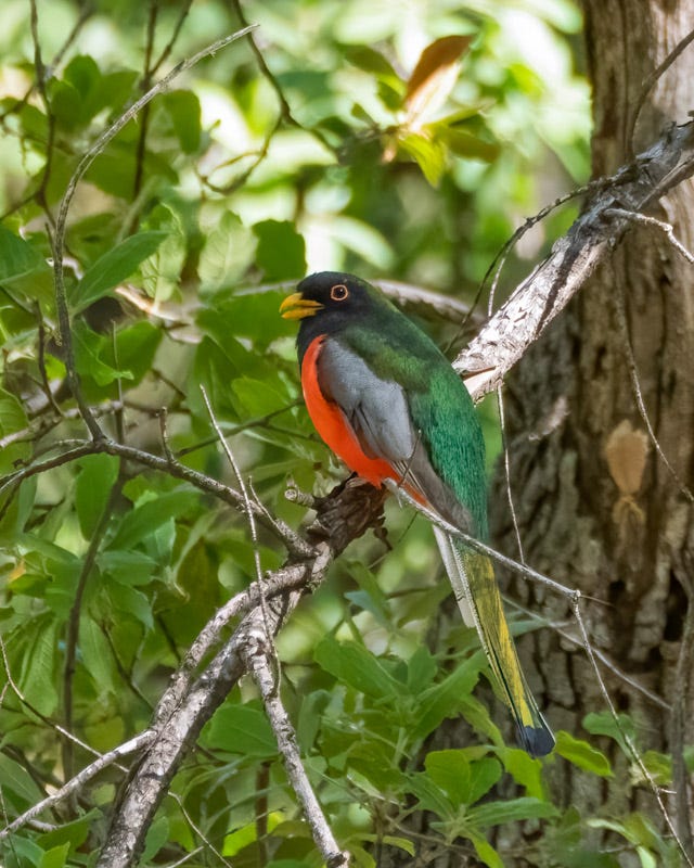 20260422-Chiricahuas-163-Edit.jpg