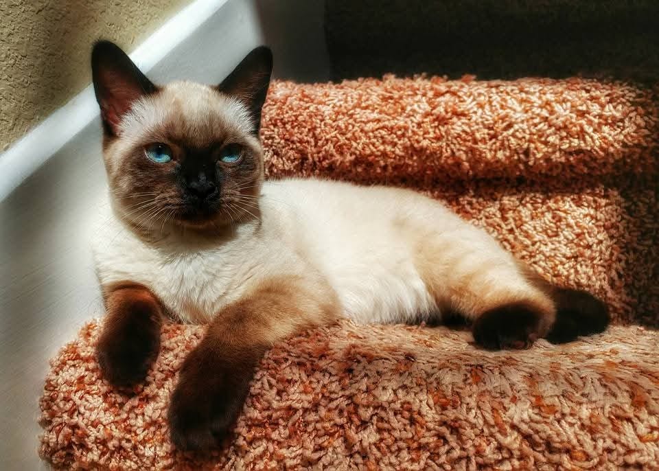 Picture of a blue-eye Siamese cat sitting on a carpeted staircase
