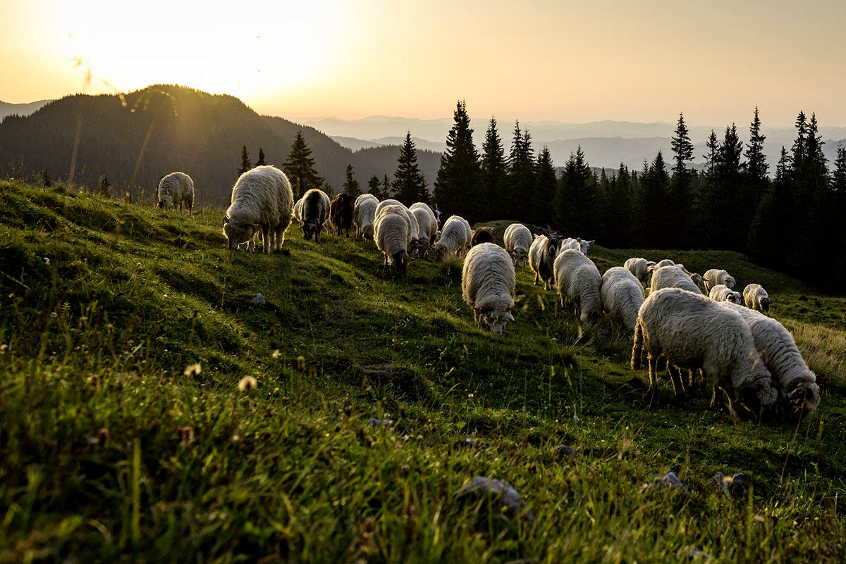Herd Of Sheep Grazing On A Mountain Pasture In The Countryside O - Emerging  Europe