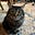 Mostly Harmless Cat Lady's avatar