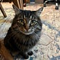 Mostly Harmless Cat Lady's avatar