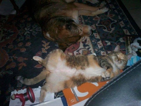 Nika_and_LB_Cats_And_Dogs_Don't_Like_each_Other Nika_and_LB_Cats_And_Dogs_Don't_Like_each_Other