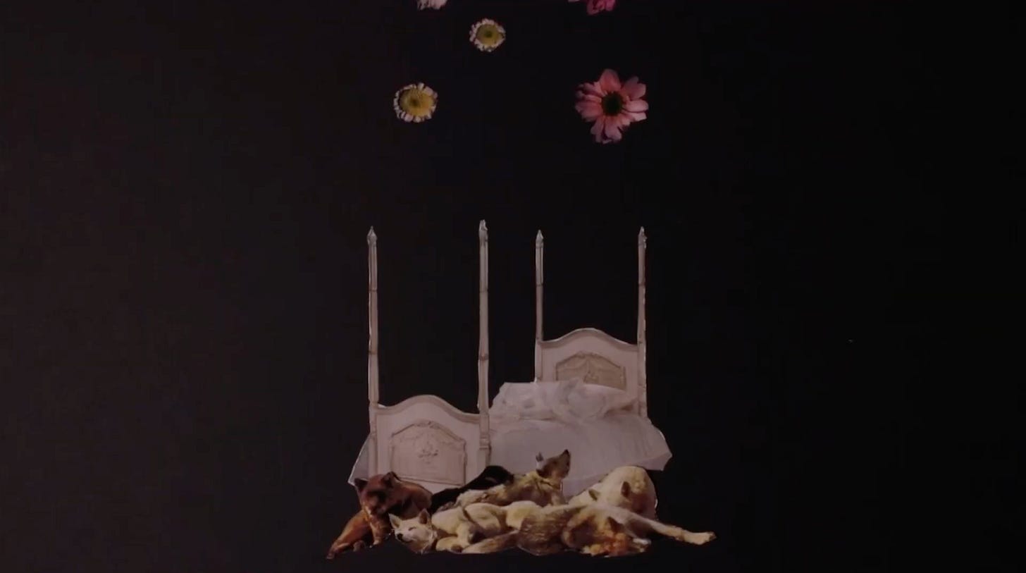 Still image from “Body” by Francis Tomkins. A collage shows an ornate bed with dogs in front. Flowers fall from above. Still image from “Body” by Francis Tomkins. A collage shows an ornate bed with dogs in front. Flowers fall from above.
