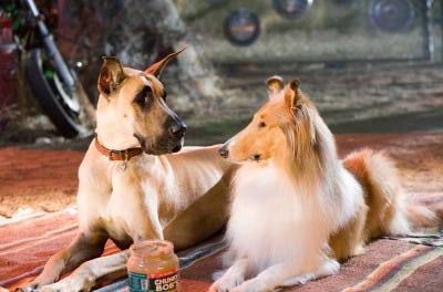 Marmaduke inside