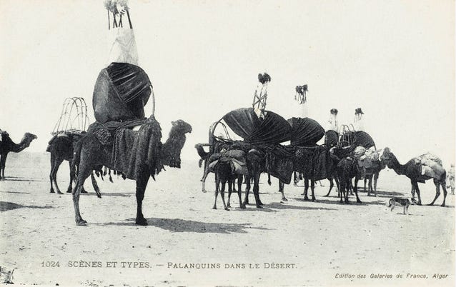 The Camel in African History: Ancient Ships of the Sahara