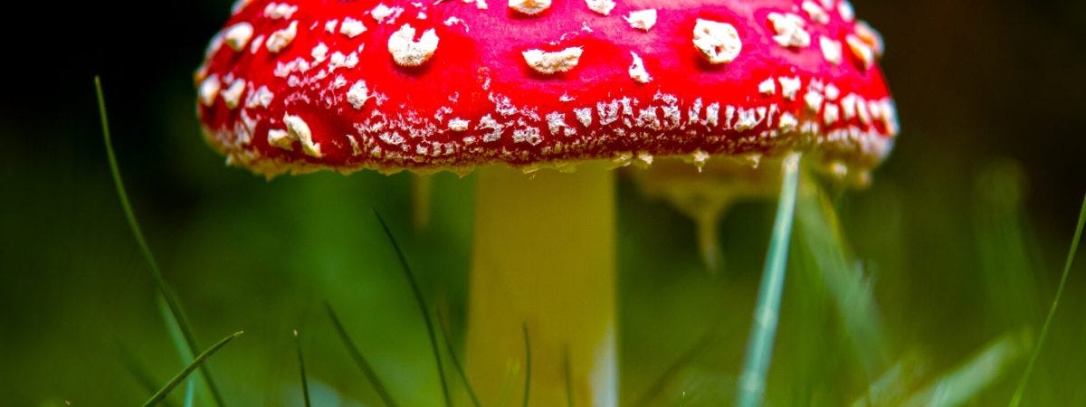 jimi-malmberg-3qDOU8wxpKE-unsplash Solar Panel + Mushroom field